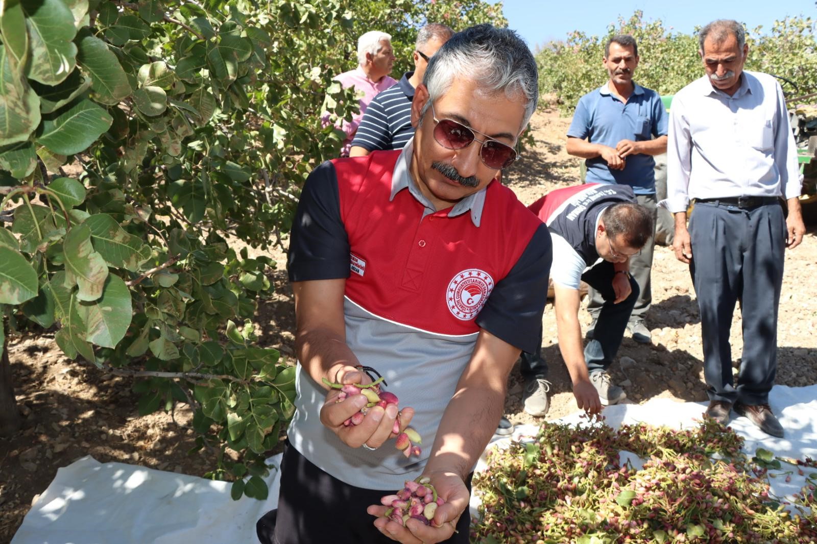 Antep Fıstık Hasadı Başladı (2)