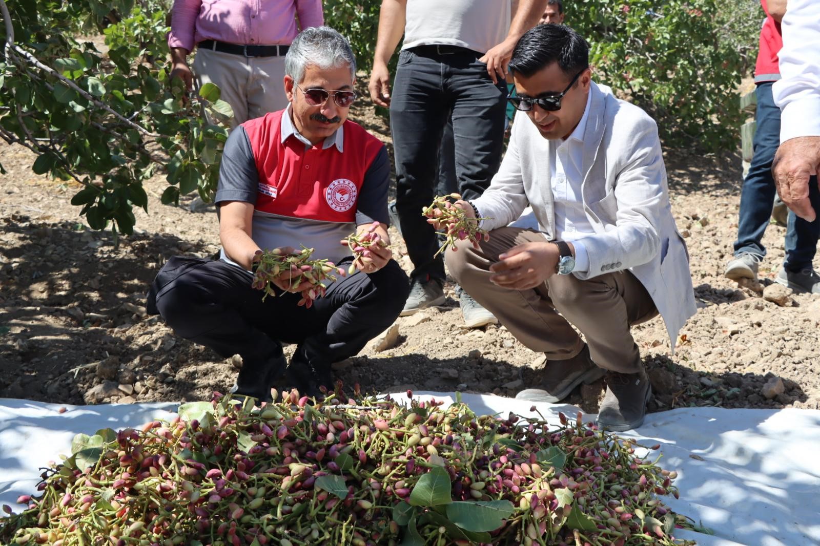 Antep Fıstık Hasadı Başladı (3)