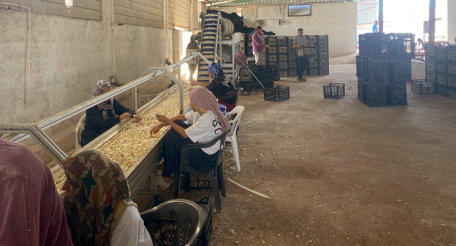 Gaziantep’te Ata Tohumu Devrimi (2)