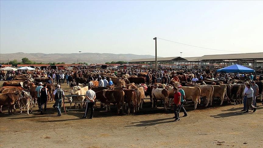 Hayvan Pazarı-1
