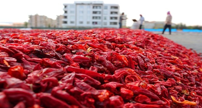 Domatesli ve soğanlı salatalarda, çorbalarda ve çeşitli tencere yemeklerinde de tercih edilen isot, yemeklere hem renk hem aroma katar.