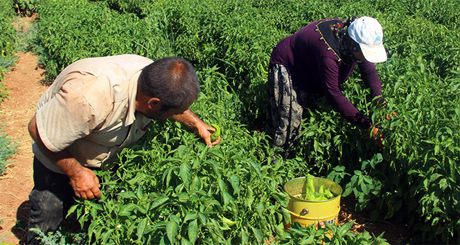 İsotun Kullanıldığı Yemekler
İsot, başta kebaplar olmak üzere birçok yemekte kullanılmaktadır. Çiğ köfte ve lahmacun, isotsuz düşünülemeyen Güneydoğu lezzetlerinin başında gelir.