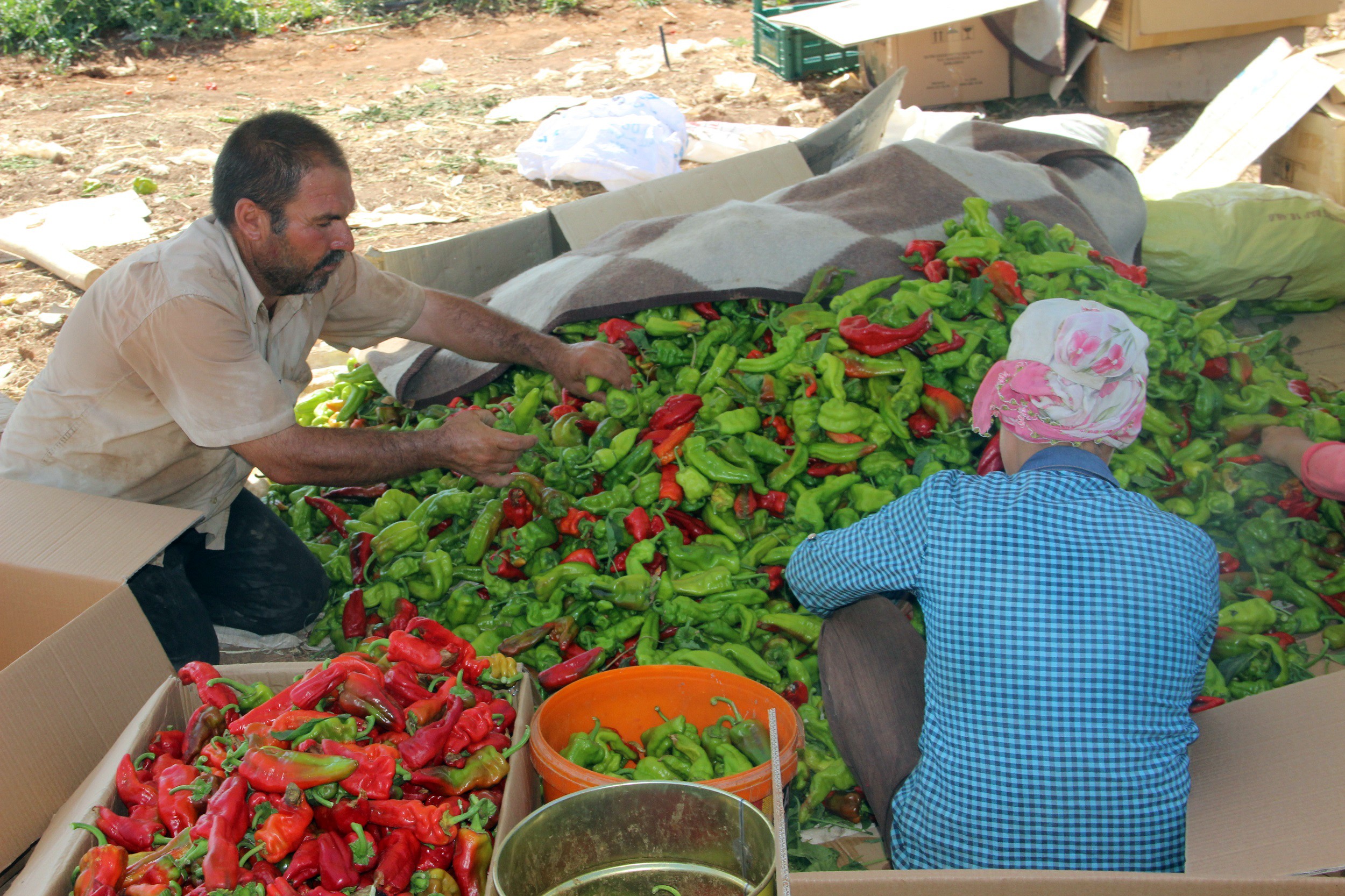 Pul biber daha keskin ve acı bir tada sahipken, isot tatlımsı bir aromayla birlikte yumuşak bir acılık hissi verir. Bu yönüyle isot, damakta bıraktığı tat açısından pul biberden ayrılır.