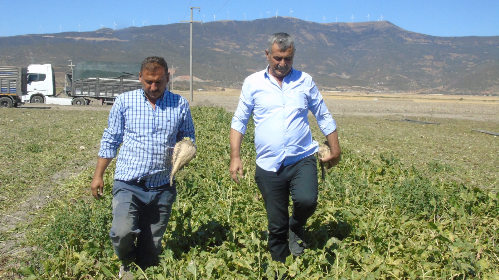 Şeker Pancarı (6)