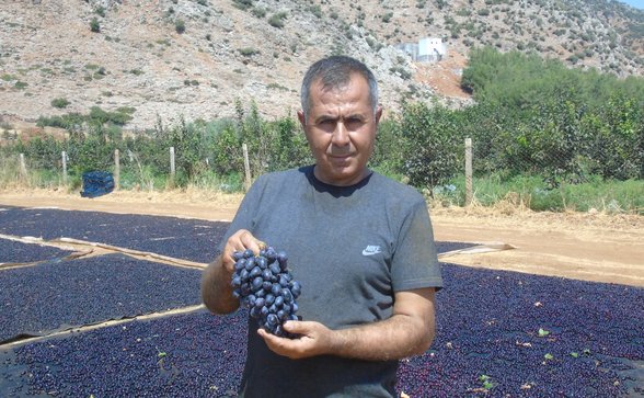Üzüm1-1