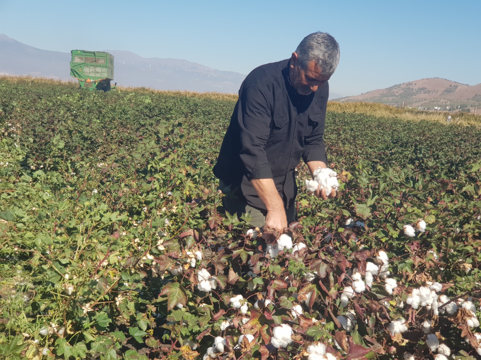 Pamuk Hasatı (3)