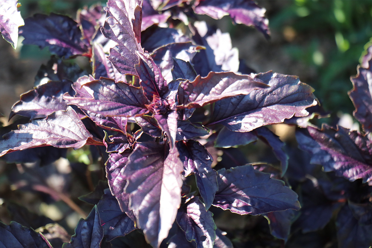 Mor Şifa Gaziantep’te Gözde: Bağışıklığa Doğal Zırh