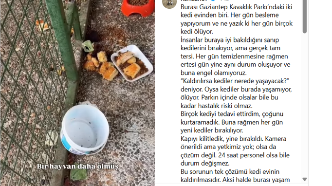 kedi evi3
