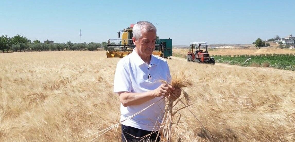 Şahinbey Buğday Hasadı (2)