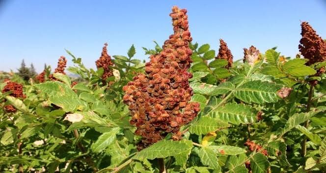 Sumakta Üretim Seferberliği (2)